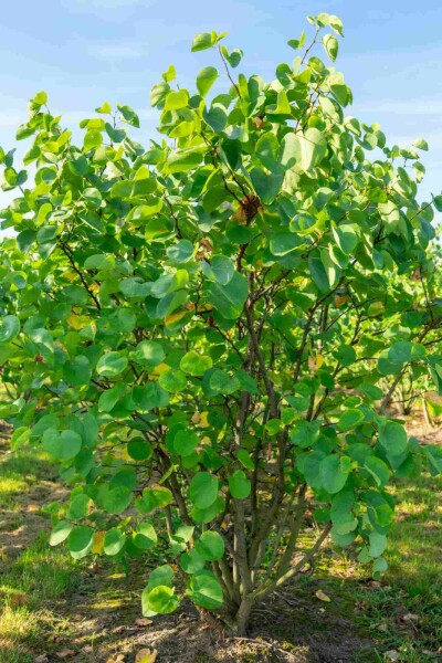 Cercis canadensis struik 100-125 cm