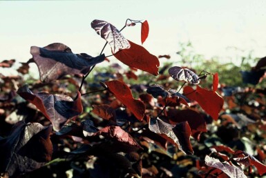 Cercis canadensis 'Forest Pansy' struik 80-100 cm