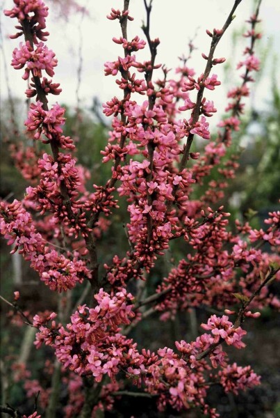 Cercis chinensis 'Avondale' struik