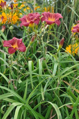 Daglelie Hemerocallis 'Sammy Russell' Pot Hemerocallis 'Sammy Russell'