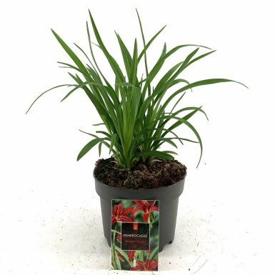 Daglelie Hemerocallis 'Sammy Russell' Pot Hemerocallis 'Sammy Russell'