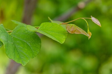Cercis siliquastrum struik 60-80 cm