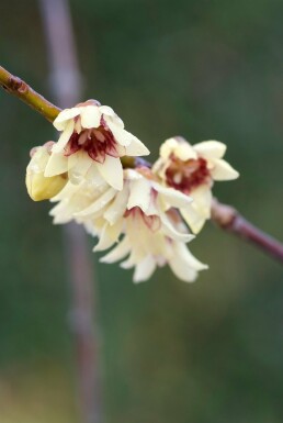 Chimonanthus praecox struik 100-125 cm