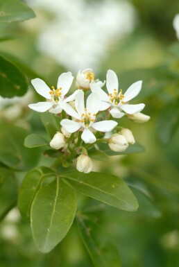 Choisya ternata struik 40-60 cm