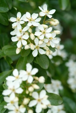 Choisya ternata struik 60-80 cm