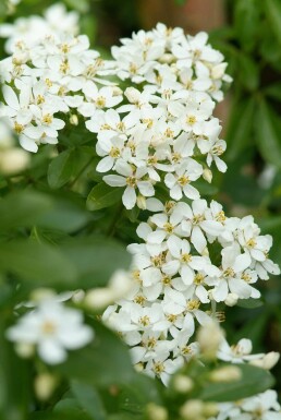 Choisya ternata struik 60-80 cm