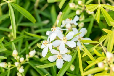 Choisya ternata 'Aztec Pearl' struik 60-80 cm