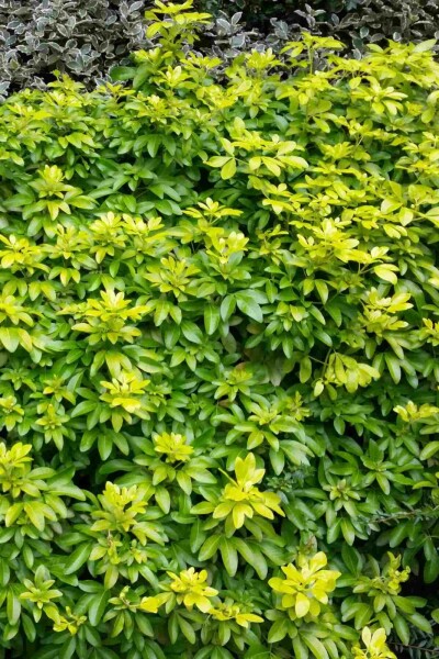 Choisya ternata 'Sundance' struik 30-40 cm