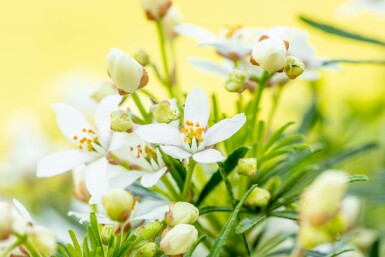 Choisya ternata 'White Dazzler' struik 80-100 cm