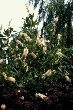 Clethra alnifolia 'Pink Spire' struik 40-50 cm