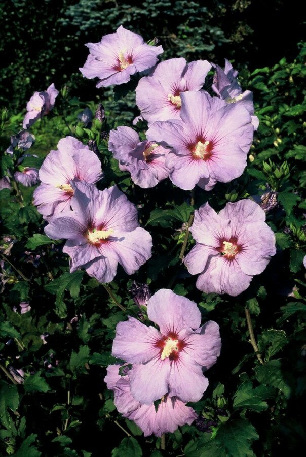 Hibiscus syriacus 'Oiseau Bleu' Hibiscus syriacus 'Oiseau Bleu'