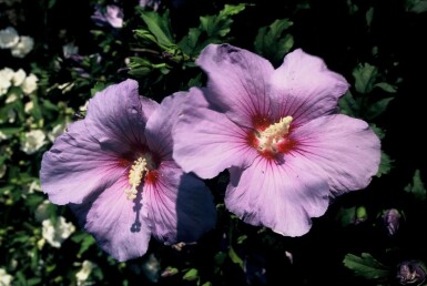 Hibiscus Hibiscus syriacus 'Oiseau Bleu' Pot Hibiscus syriacus 'Oiseau Bleu' struik