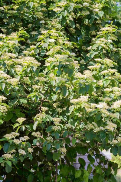 Cornus alternifolia struik 100-125 cm