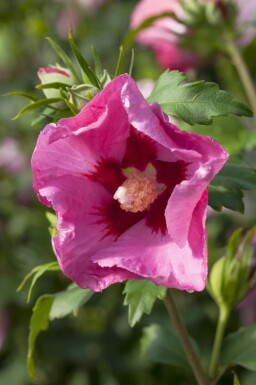 Hibiscus syriacus 'Pink Giant'