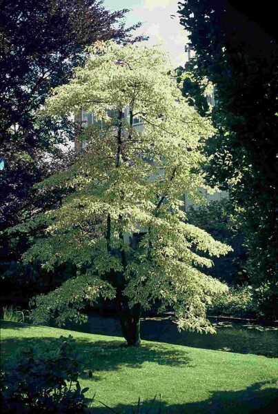 Cornus controversa 'Variegata' struik 150-175 cm