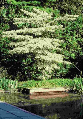 Cornus controversa 'Variegata' struik 125-150 cm