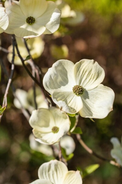 Cornus florida struik 200-250 cm