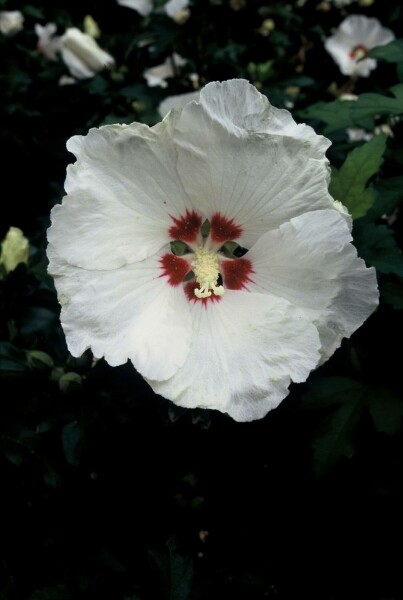 Hibiscus Hibiscus syriacus 'Red Heart' Pot