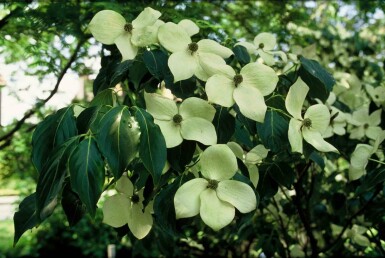 Cornus kousa 'China Girl' struik 80-100 cm