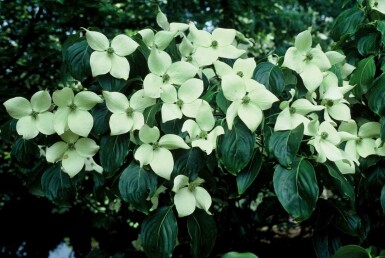Cornus kousa 'China Girl' struik 80-100 cm