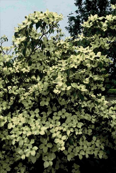 Cornus kousa 'China Girl' struik 125-150 cm