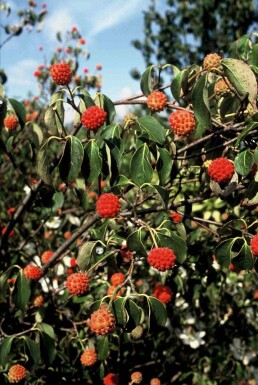 Cornus kousa 'China Girl' struik 125-150 cm