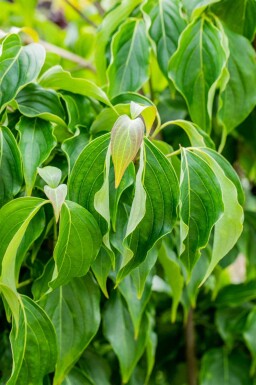 Cornus kousa chinensis struik 40-60 cm
