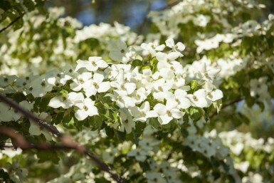 Cornus kousa chinensis struik 40-60 cm