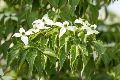 Cornus kousa 'Milky Way' struik 60-80 cm