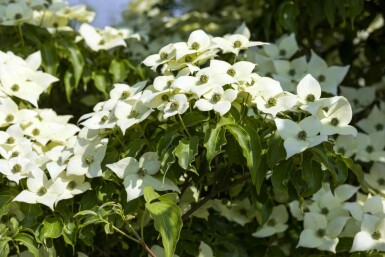 Cornus kousa 'Milky Way' struik 60-80 cm