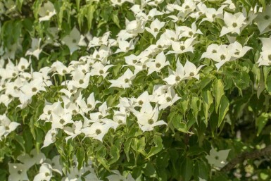 Cornus kousa 'Milky Way' struik 125-150 cm