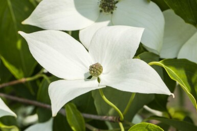Cornus kousa 'Milky Way' struik 175-200 cm
