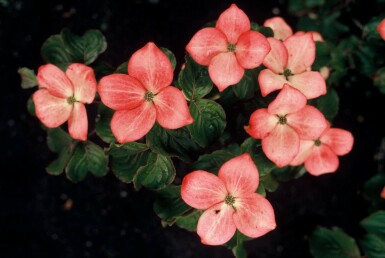 Cornus kousa 'Satomi' struik 60-80 cm