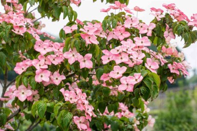 Cornus kousa 'Satomi' struik 125-150 cm