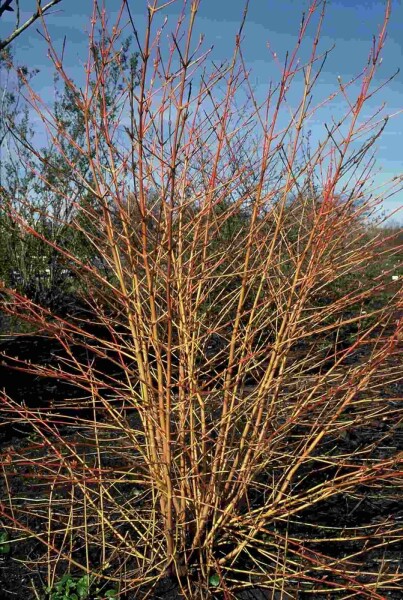 Cornus sanguinea 'Midwinter Fire' struik 175-200 cm