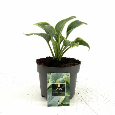 Hartlelie Hosta sieboldiana 'Frances Williams' Pot Hosta sieboldiana 'Frances Williams'