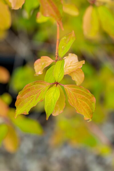 Cornus sanguinea 'Winter Beauty' struik 60-80 cm
