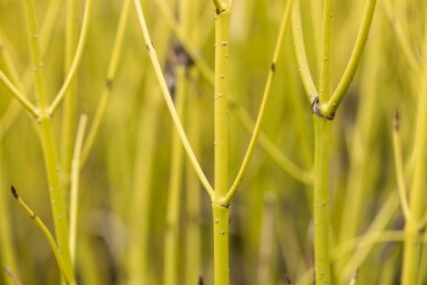 Cornus sericea 'Flaviramea' struik 40-60 cm