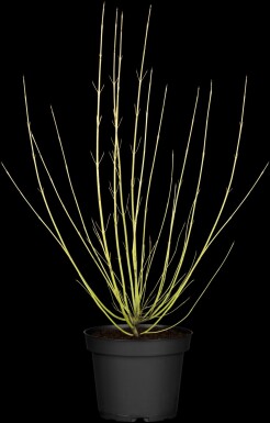 Cornus sericea 'Flaviramea' struik 80-100 cm