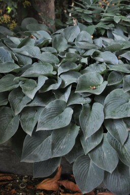 Hartlelie Hosta tardiana 'Halcyon' Pot Hosta tardiana 'Halcyon'