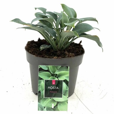 Hartlelie Hosta tardiana 'Halcyon' Pot Hosta tardiana 'Halcyon'