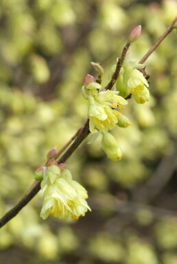 Corylopsis pauciflora struik 125-150 cm