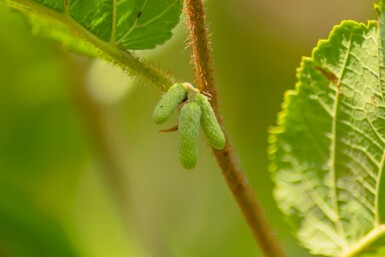 Corylus avellana struik 30-50 cm