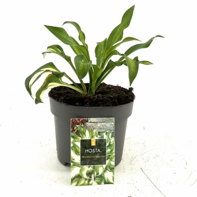 Hartlelie Hosta undulata 'Mediovariegata' Pot Hosta undulata 'Mediovariegata'