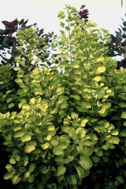 Cotinus coggygria 'Golden Spirit' struik 60-80 cm