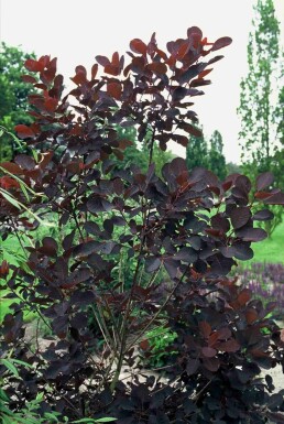 Cotinus coggygria 'Royal Purple' struik 80-100 cm