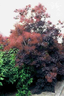 Cotinus coggygria 'Royal Purple' struik 40-50 cm