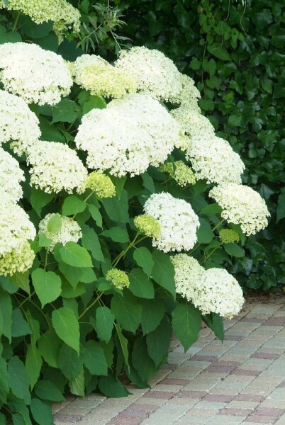 Hortensia Hydrangea arborescens 'Annabelle' struik 50-60 C10 Hydrangea arborescens 'Annabelle' struik 50-60 cm