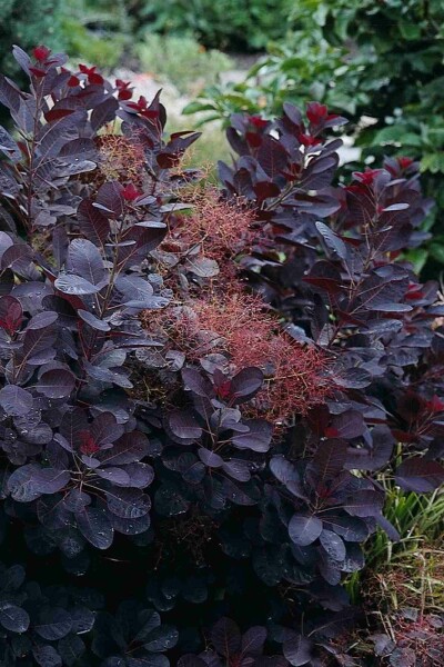 Cotinus coggygria 'Royal Purple' struik 175-200 cm