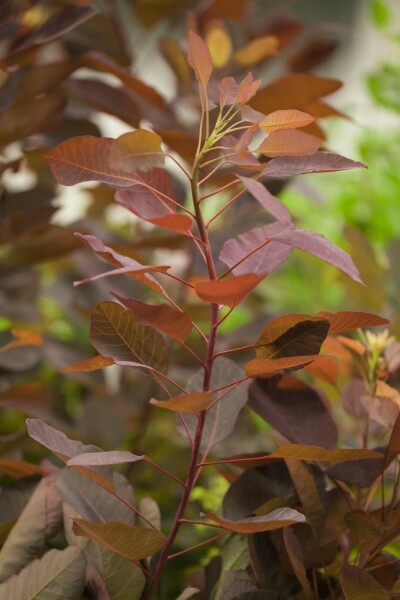 Cotinus 'Grace' struik 125-150 cm